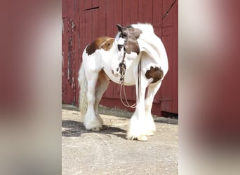 Gypsy Horse, Gelding, 13 years, 15 hh, Chestnut