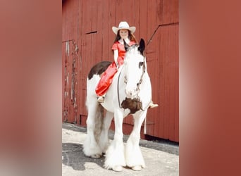 Gypsy Horse, Gelding, 13 years, 15 hh, Chestnut