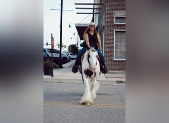 Gypsy Horse, Gelding, 13 years, 15 hh, Chestnut