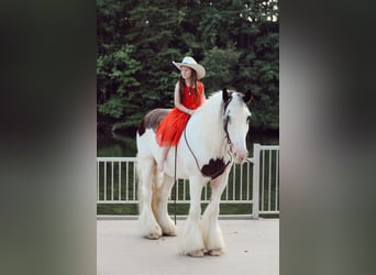 Gypsy Horse, Gelding, 13 years, 15 hh, Chestnut