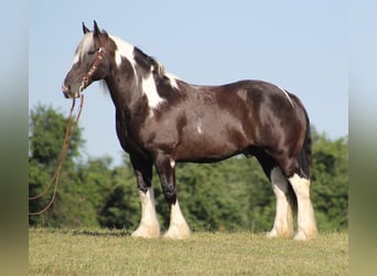 Gypsy Horse, Gelding, 13 years, 15 hh, Tobiano-all-colors