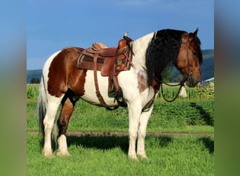 Gypsy Horse Mix, Gelding, 13 years, 16.3 hh, Pinto
