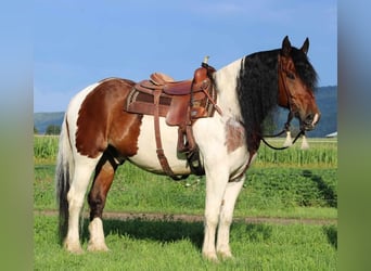 Gypsy Horse Mix, Gelding, 13 years, 16.3 hh, Pinto