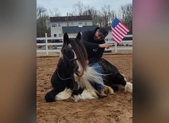 Gypsy Horse, Gelding, 13 years, Tobiano-all-colors