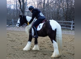 Gypsy Horse, Gelding, 13 years, Tobiano-all-colors