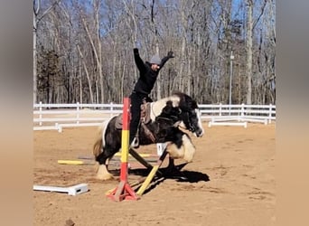 Gypsy Horse, Gelding, 13 years, Tobiano-all-colors