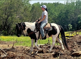 Gypsy Horse, Gelding, 13 years, Tobiano-all-colors