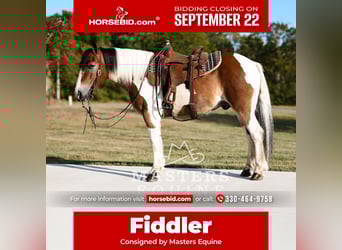 Gypsy Horse Mix, Gelding, 14 years, 13.1 hh, Pinto