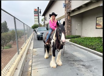 Gypsy Horse, Gelding, 14 years, 13.3 hh