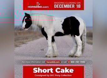 Gypsy Horse, Gelding, 14 years, 13 hh, Pinto