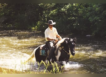 Gypsy Horse, Gelding, 14 years, 13,2 hh, Tobiano-all-colors