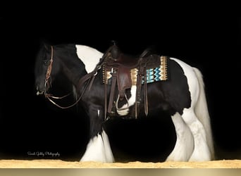 Gypsy Horse, Gelding, 14 years, 13,2 hh, Tobiano-all-colors