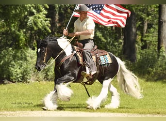 Gypsy Horse, Gelding, 14 years, 13,2 hh, Tobiano-all-colors
