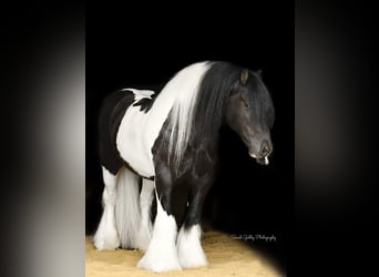Gypsy Horse, Gelding, 14 years, 13,2 hh, Tobiano-all-colors