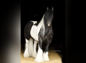 Gypsy Horse, Gelding, 14 years, 13,2 hh, Tobiano-all-colors