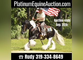 Gypsy Horse, Gelding, 14 years, 13,2 hh, Tobiano-all-colors