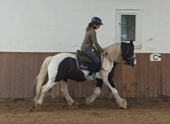Gypsy Horse, Gelding, 14 years, 14.1 hh, Pinto