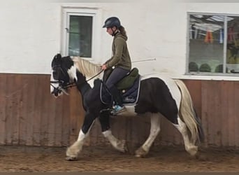 Gypsy Horse, Gelding, 14 years, 14.1 hh, Pinto