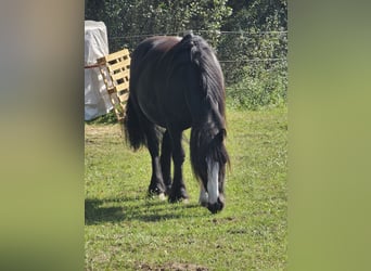Gypsy Horse, Gelding, 14 years, 14.2 hh, Black
