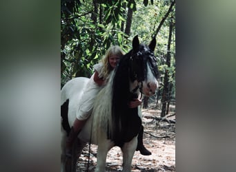 Gypsy Horse, Gelding, 14 years, 14.2 hh, Pinto