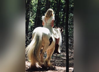 Gypsy Horse, Gelding, 14 years, 14.2 hh, Pinto