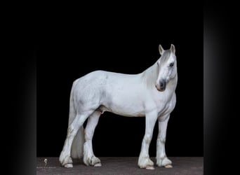 Gypsy Horse, Gelding, 14 years, 14 hh, Gray