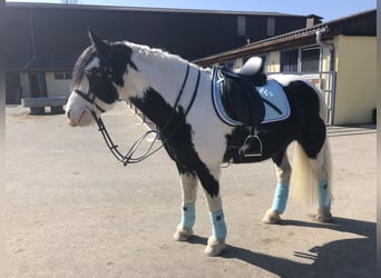 Gypsy Horse, Gelding, 14 years, 14 hh, Pinto