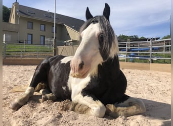 Gypsy Horse, Gelding, 14 years, 14 hh, Pinto