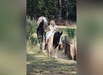 Gypsy Horse, Gelding, 14 years, 14,2 hh, Pinto
