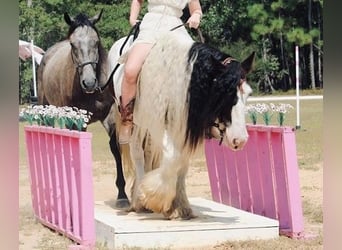 Gypsy Horse, Gelding, 14 years, 14,2 hh, Pinto