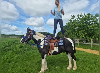 Gypsy Horse Mix, Gelding, 14 years, 15.1 hh, Pinto