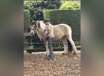 Gypsy Horse, Gelding, 14 years, 15 hh, Buckskin