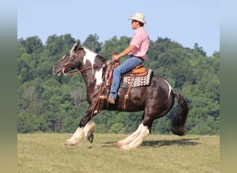 Gypsy Horse, Gelding, 14 years, 15 hh, Tobiano-all-colors