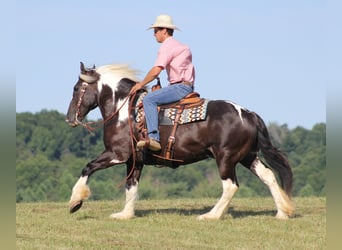 Gypsy Horse, Gelding, 14 years, 15 hh, Tobiano-all-colors