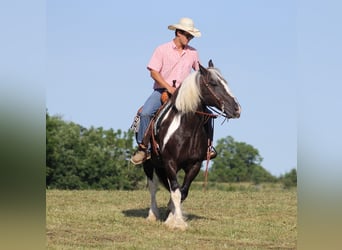 Gypsy Horse, Gelding, 14 years, 15 hh, Tobiano-all-colors