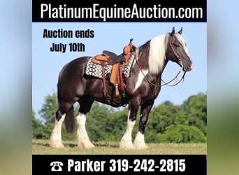 Gypsy Horse, Gelding, 14 years, 15 hh, Tobiano-all-colors