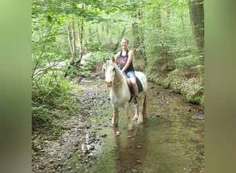 Gypsy Horse, Gelding, 15 years, 13,2 hh, Gray-Dapple