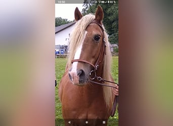 Gypsy Horse Mix, Gelding, 15 years, 14,1 hh, Brown-Light