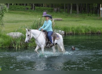 Gypsy Horse, Gelding, 15 years, 14 hh, Gray