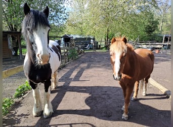 Gypsy Horse, Gelding, 15 years, 14,2 hh