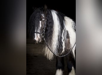 Gypsy Horse, Gelding, 15 years, 14,2 hh, Pinto