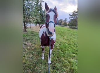 Gypsy Horse Mix, Gelding, 15 years, 15,2 hh, Pinto