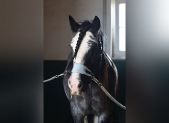 Gypsy Horse, Gelding, 15 years, 15,1 hh, Black