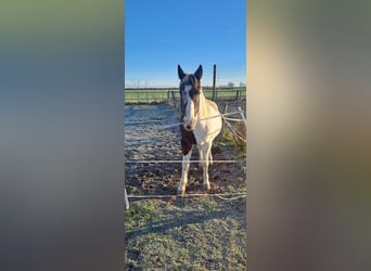 Gypsy Horse Mix, Gelding, 15 years, 15,1 hh, Pinto