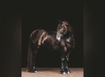Gypsy Horse, Gelding, 15 years, 15,2 hh, Black