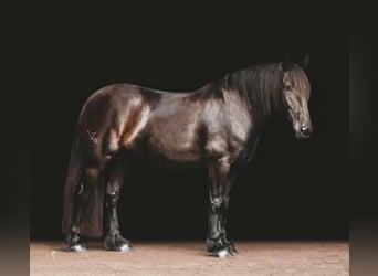 Gypsy Horse, Gelding, 15 years, 15,2 hh, Black
