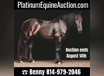 Gypsy Horse, Gelding, 15 years, 15,2 hh, Black