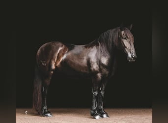 Gypsy Horse, Gelding, 15 years, 15,2 hh, Black