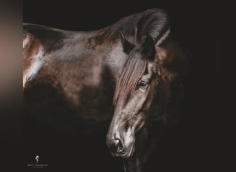 Gypsy Horse, Gelding, 15 years, 15,2 hh, Black