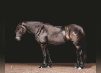 Gypsy Horse, Gelding, 15 years, 15,2 hh, Black